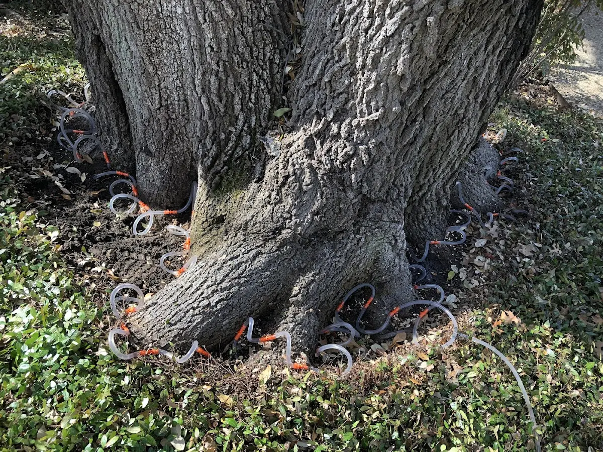 Detailed Tree Cabling and Bracing job site in Douglas